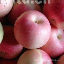 Fresh Red Gala Apple, Golden Apple, Huaniu Apple